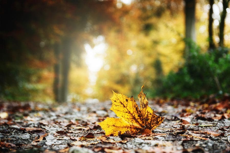 Bokeh photo of fallen leaf on park grounds