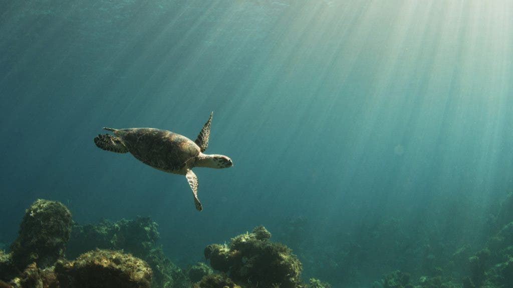 underwater photography light