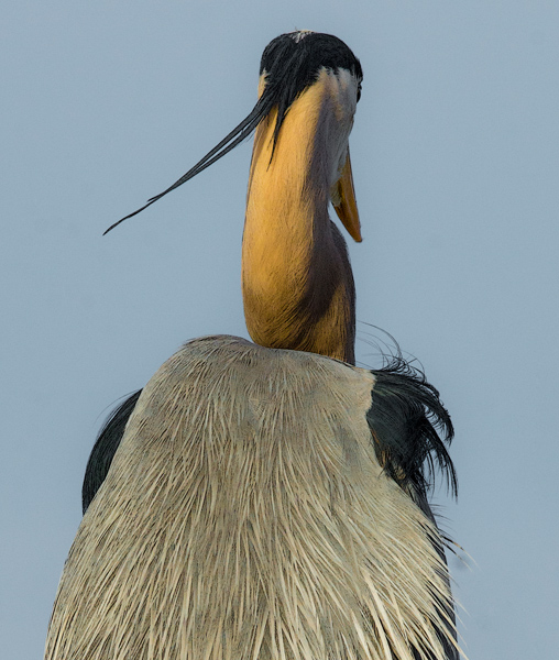 back of great blue heron bird photography