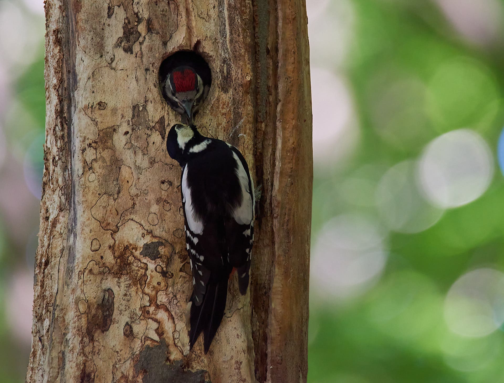 Photographing Wildlife -- Photo Tips -- National Geographic