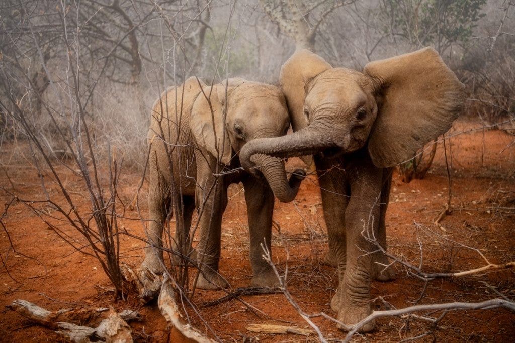 wildlife safari photography of elephants