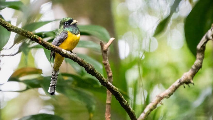 Trogon capture with Tamron 50-400mm